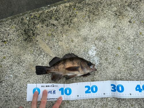 メバルの釣果