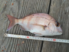 マダイの釣果