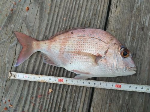 マダイの釣果