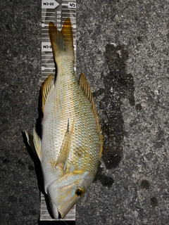 タマンの釣果