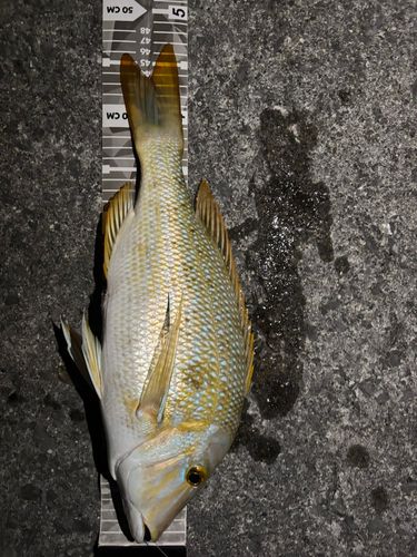 タマンの釣果