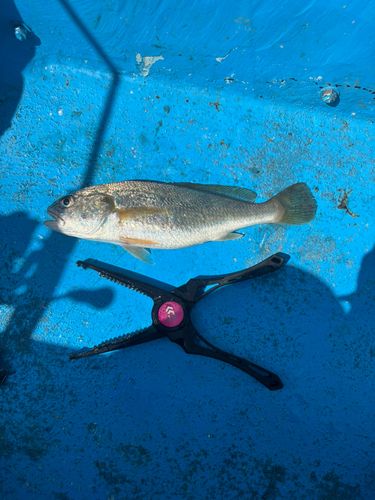 ニベの釣果