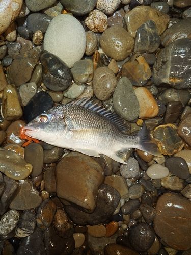 キビレの釣果