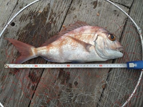 マダイの釣果