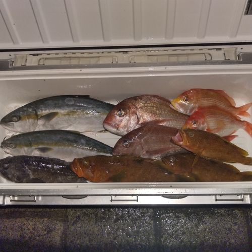 キジハタの釣果