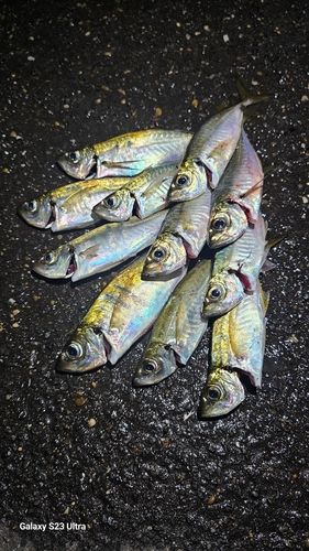 アジの釣果