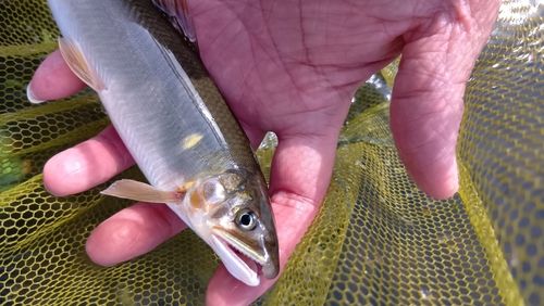 アユの釣果