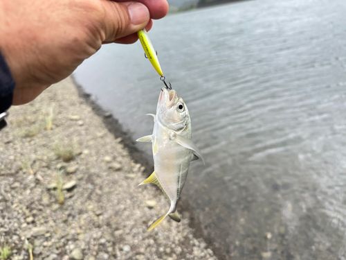メッキの釣果