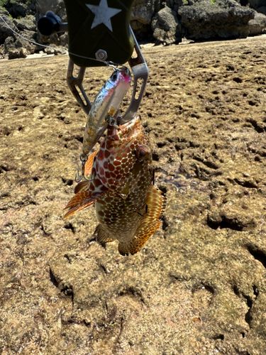 イシミーバイの釣果