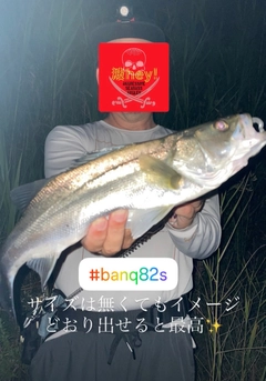 フッコ(マルスズキ)の釣果
