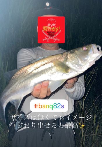 フッコ（マルスズキ）の釣果