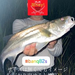 フッコ（マルスズキ）