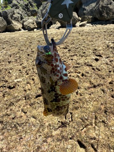 イシミーバイの釣果