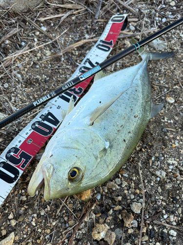 オニヒラアジの釣果