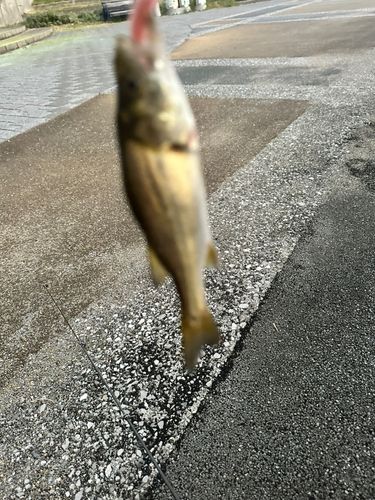 セイゴ（マルスズキ）の釣果