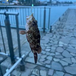 カサゴ