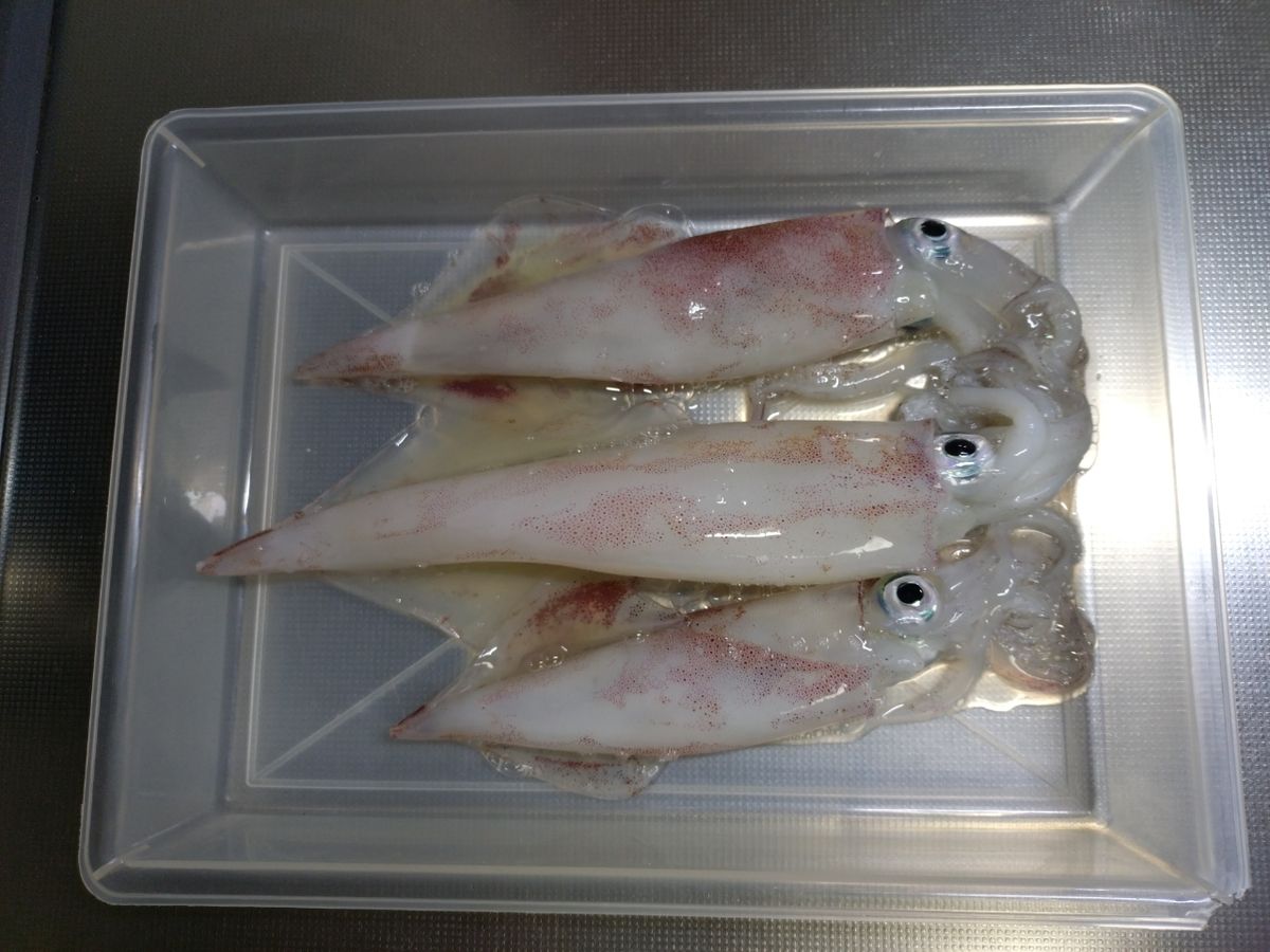 アングラー28904956さんの釣果 1枚目の画像