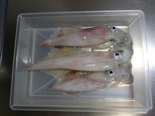 アカイカの釣果