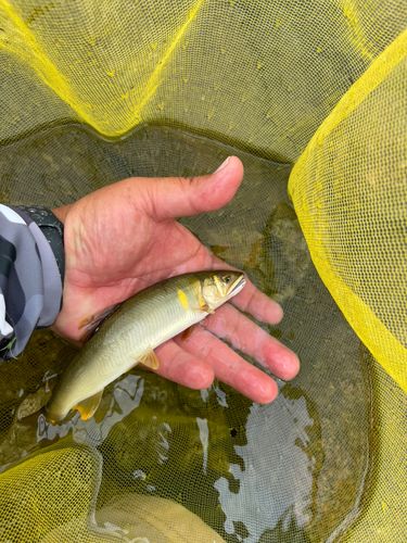 アユの釣果