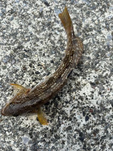 アイナメの釣果