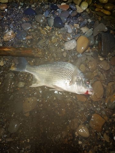 キビレの釣果