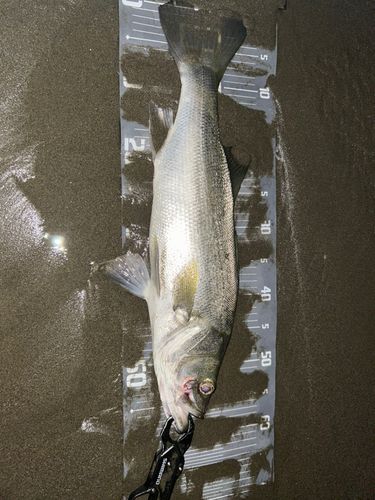 スズキの釣果