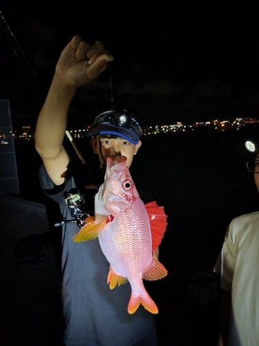 トガリエビスの釣果