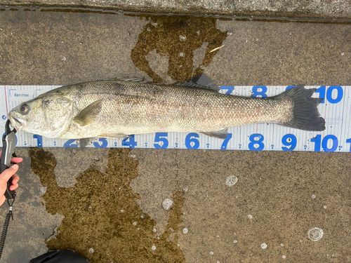 スズキの釣果