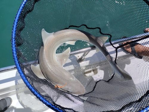 シロザメ