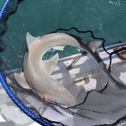 シロザメ