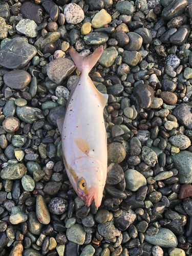 ショゴの釣果