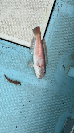 シロアマダイの釣果