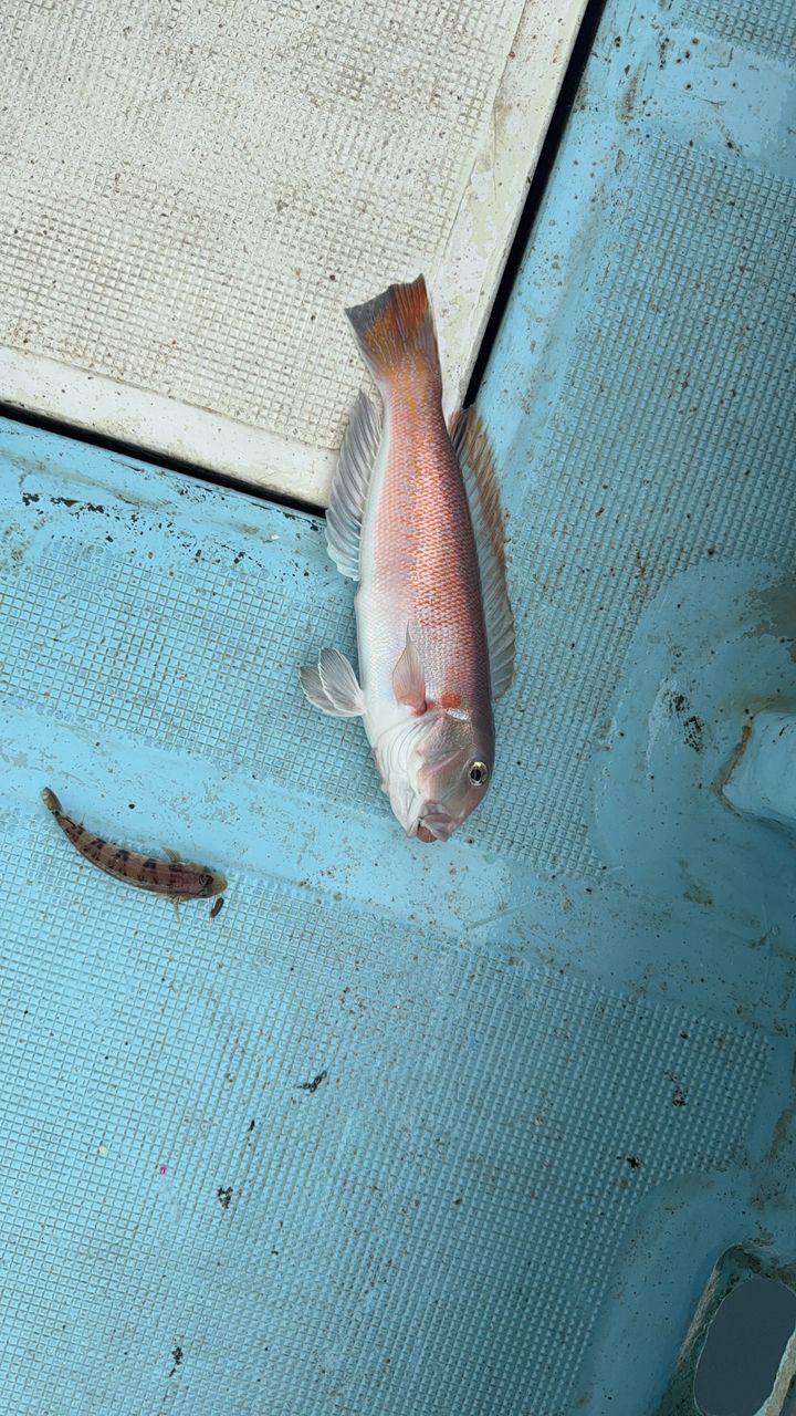 倉敷のドラえもんさんの釣果 1枚目の画像