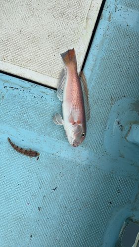 シロアマダイの釣果