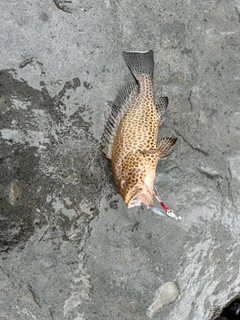 オオモンハタの釣果