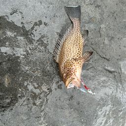 オオモンハタ