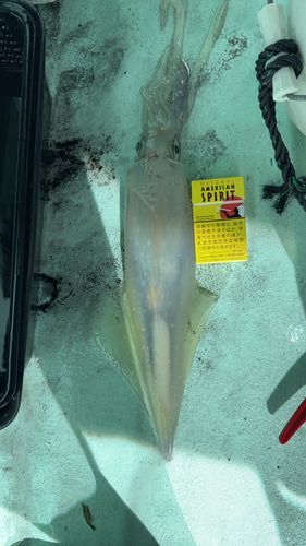 シロイカの釣果