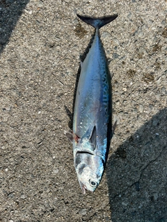 マルソウダの釣果