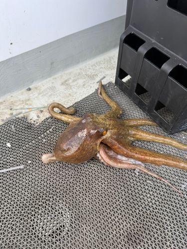 タコの釣果