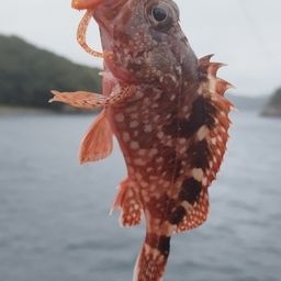 カサゴ