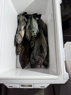 シロメバルの釣果