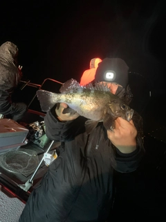 アオメバルの釣果