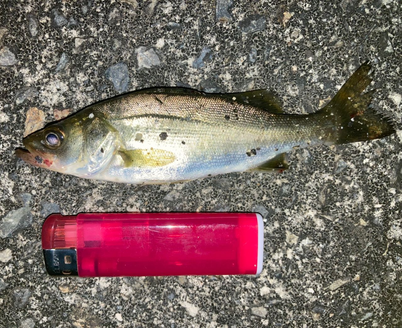 セイゴ（マルスズキ）