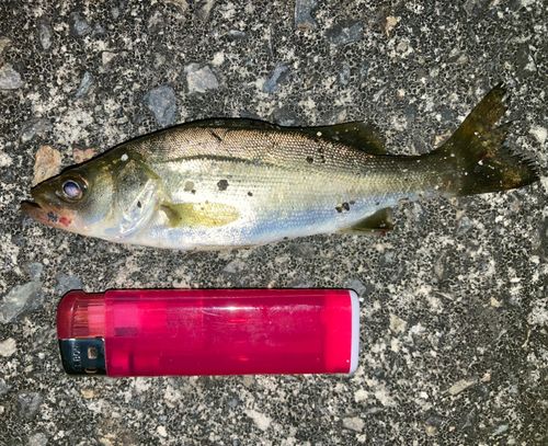 セイゴ（マルスズキ）の釣果