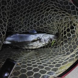 セイゴ（マルスズキ）