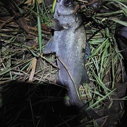 フッコ（ヒラスズキ）