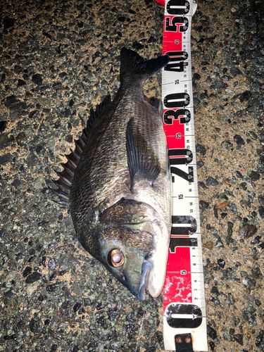 クロダイの釣果