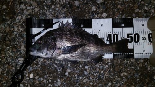 チヌの釣果