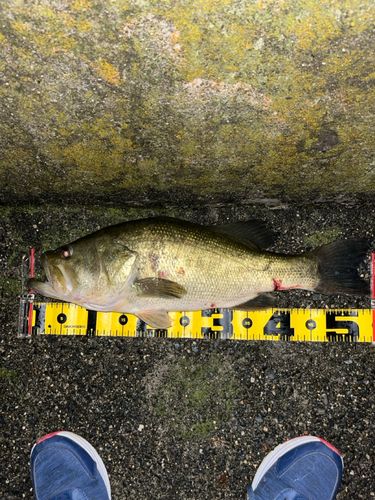 ブラックバスの釣果