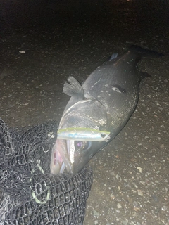 ヒラスズキの釣果